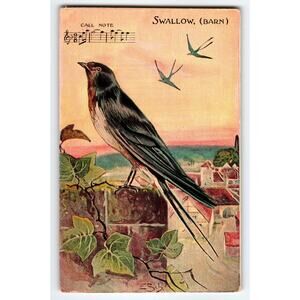 Vintage Barn Swallow Bird Lithograph Postcard with Musical Notes
